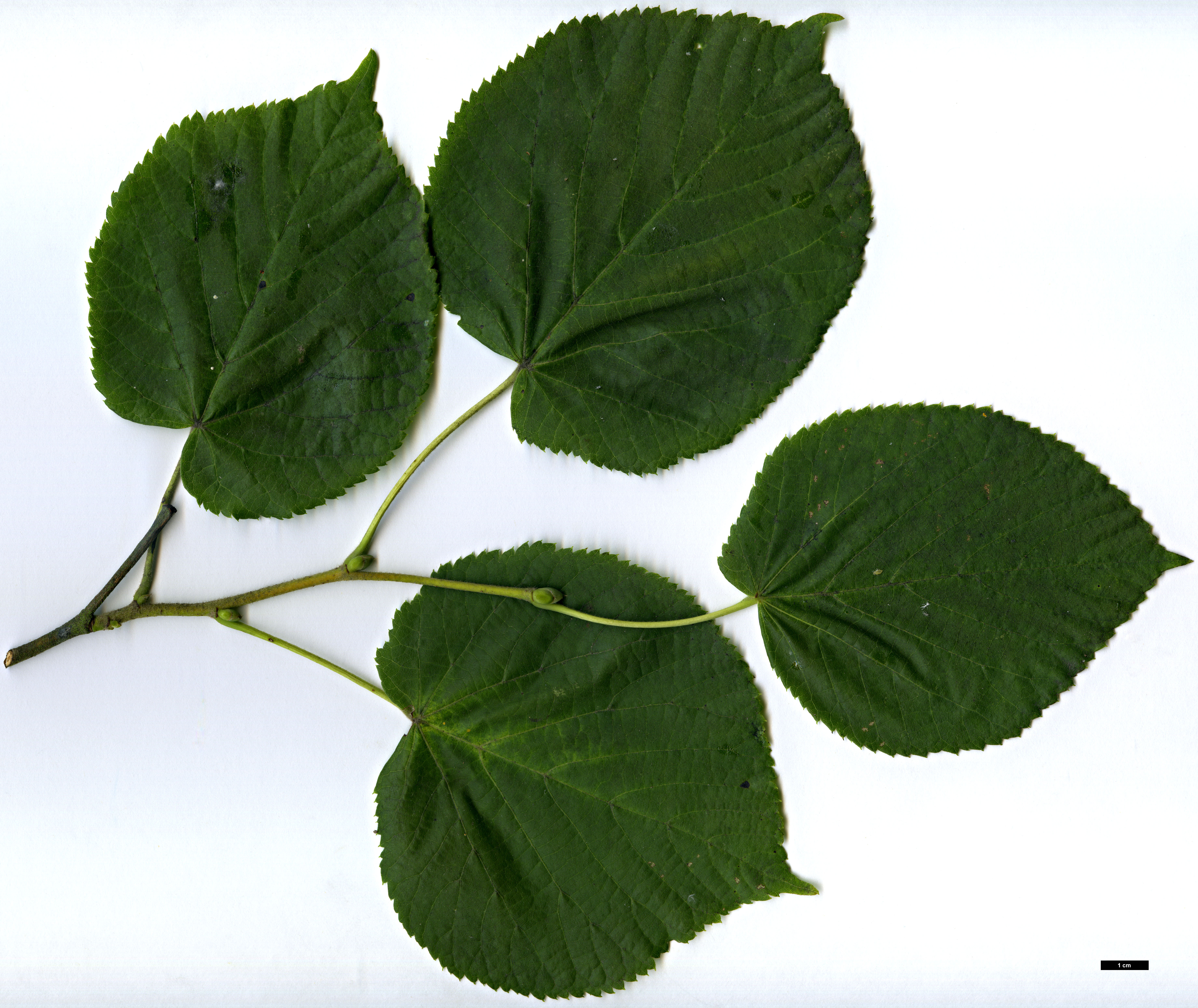 High resolution image: Family: Malvaceae - Genus: Tilia - Taxon: platyphyllos - SpeciesSub: subsp. cordifolia